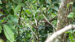 Image of Puerto Rican Tody