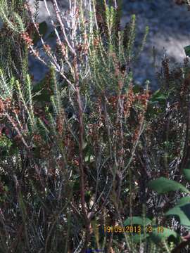 Image of green heather