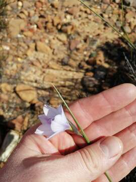 Image of Gladiolus inflatus (Thunb.) Thunb.