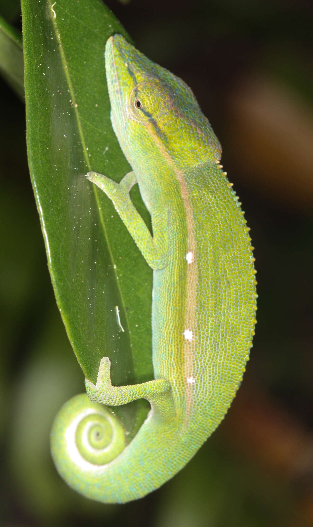 Image of Perinet chameleon