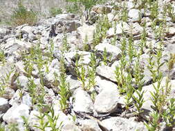 Image de Stachys pilosa var. pilosa