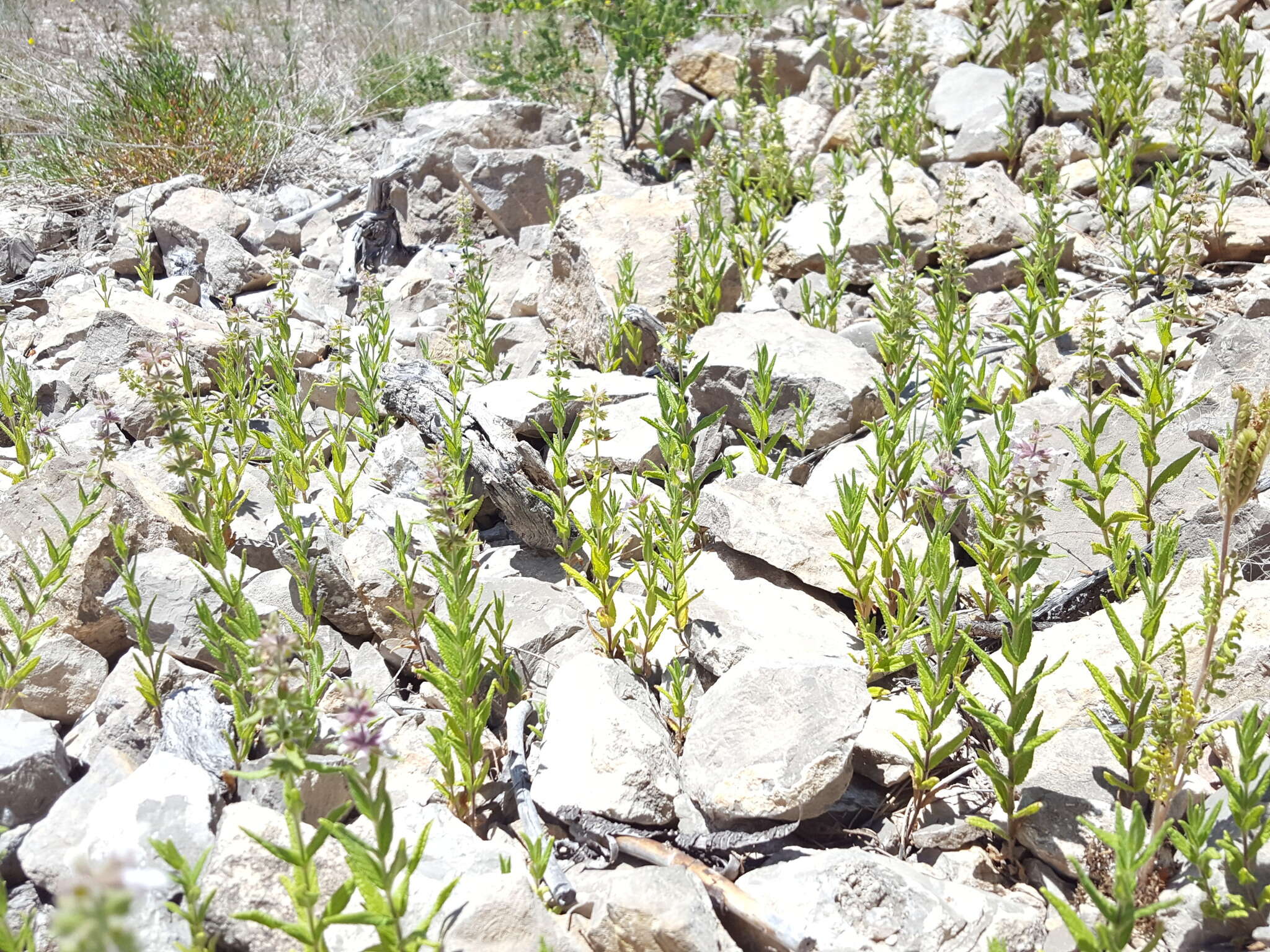 Image de Stachys pilosa var. pilosa