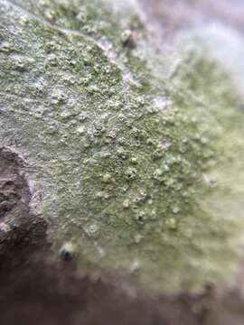 Image of pore lichen