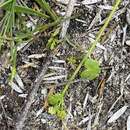 Image de Hydrocotyle tetragonocarpa Bunge