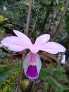 Image of Barkeria uniflora (Lex.) Dressler & Halb.