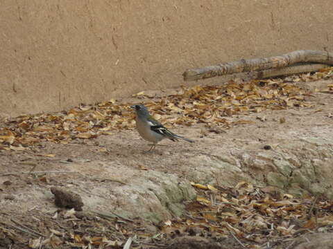 Image of Fringilla coelebs africana Levaillant & J 1850