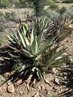 صورة Agave cerulata Trel.