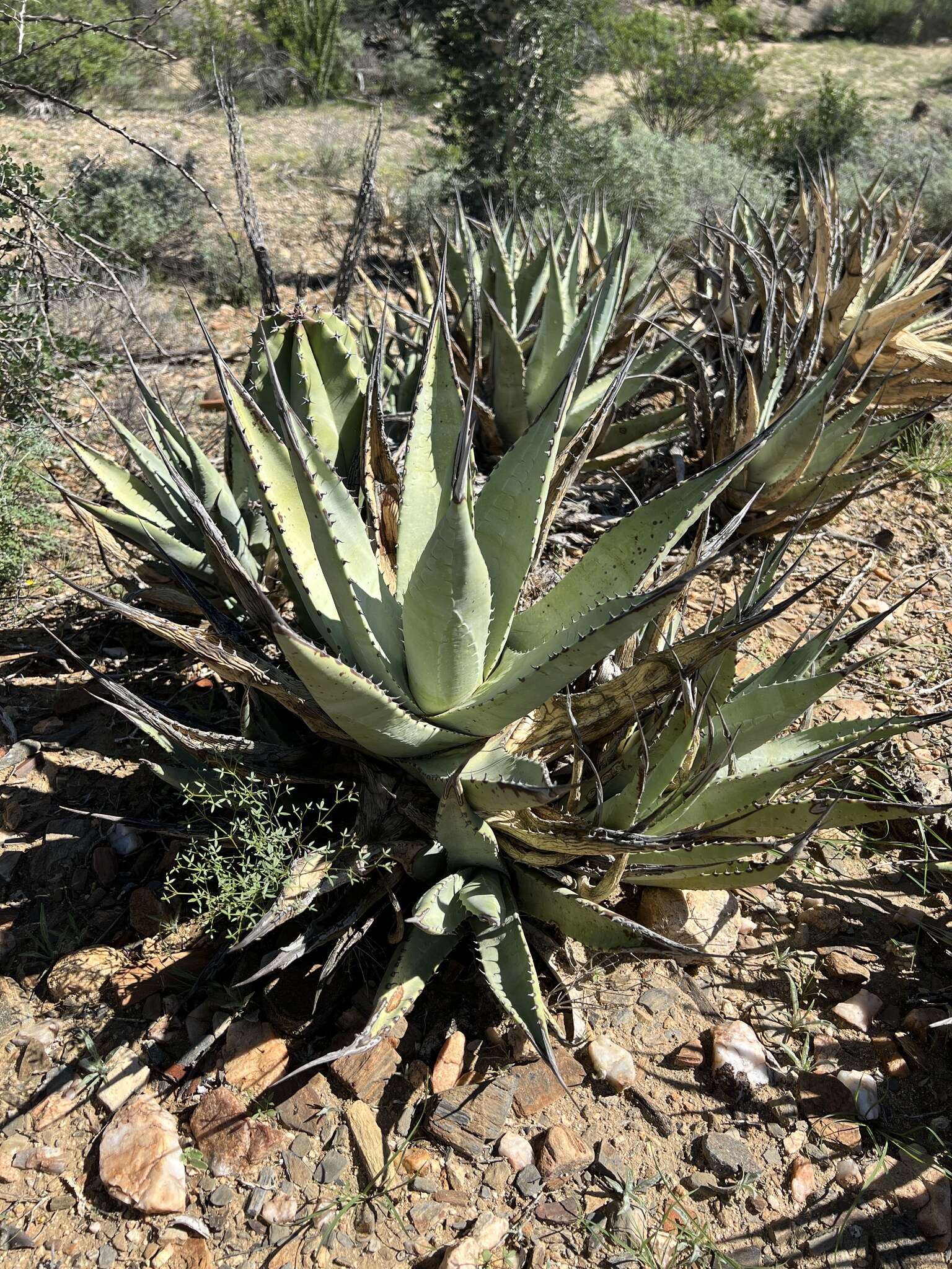 صورة Agave cerulata Trel.