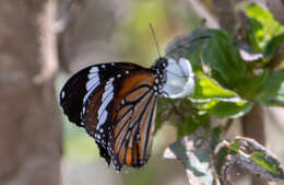 Image of Danaus (Anosia) genutia subsp. wetterensis Fruhstorfer 1899