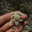 Image of Pimpinella tragium subsp. titanophila (Woronow) Tutin