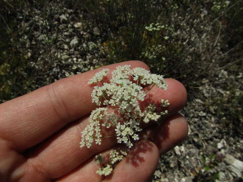 Image of Pimpinella tragium subsp. titanophila (Woronow) Tutin