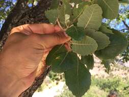 Image of Brant's oak