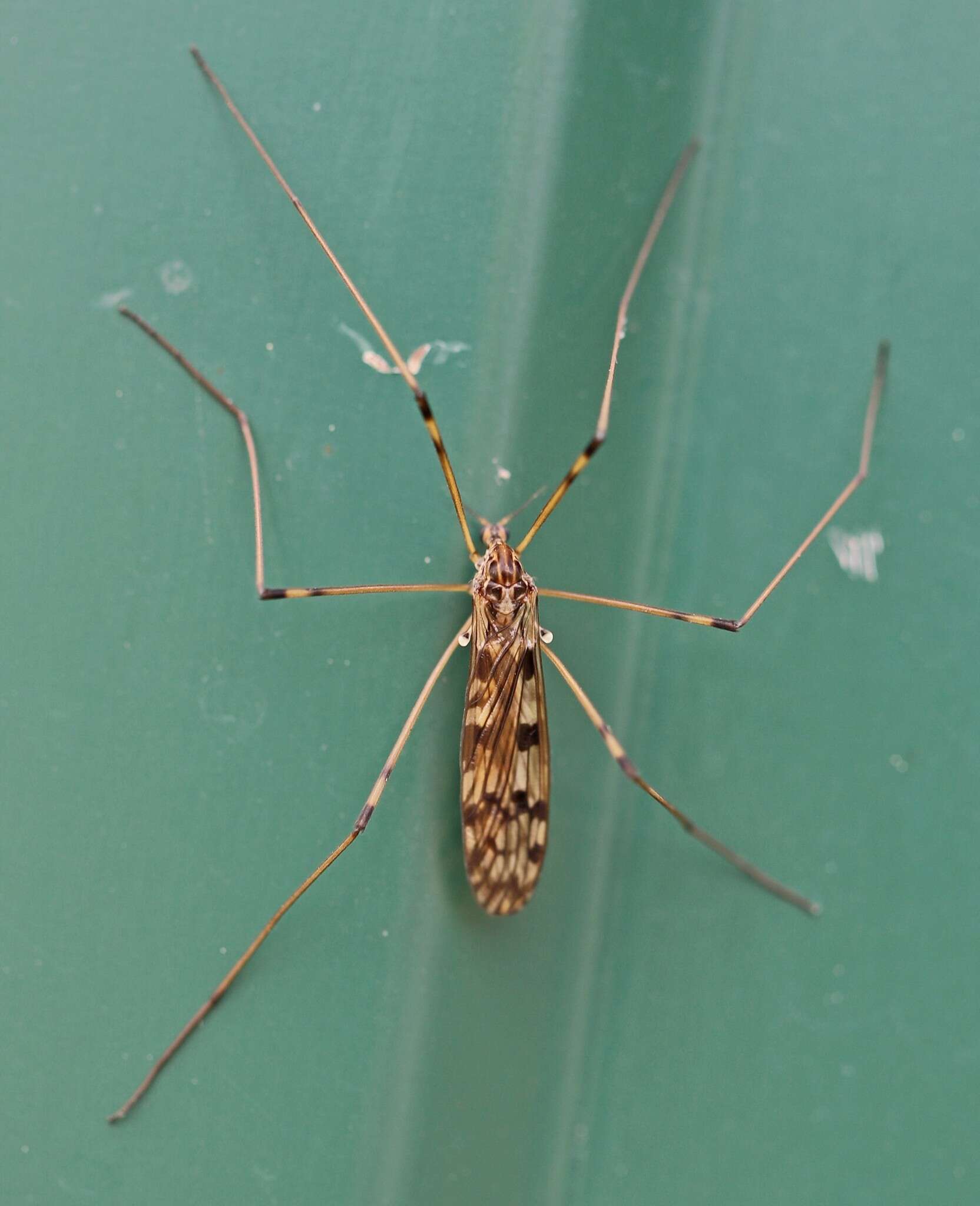 Image of Metalimnobia (Metalimnobia) quadrimaculata (Linnaeus 1760)