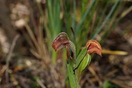 Image of Red-banded greenhood