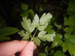 صورة Clematis macropetala Ledeb.