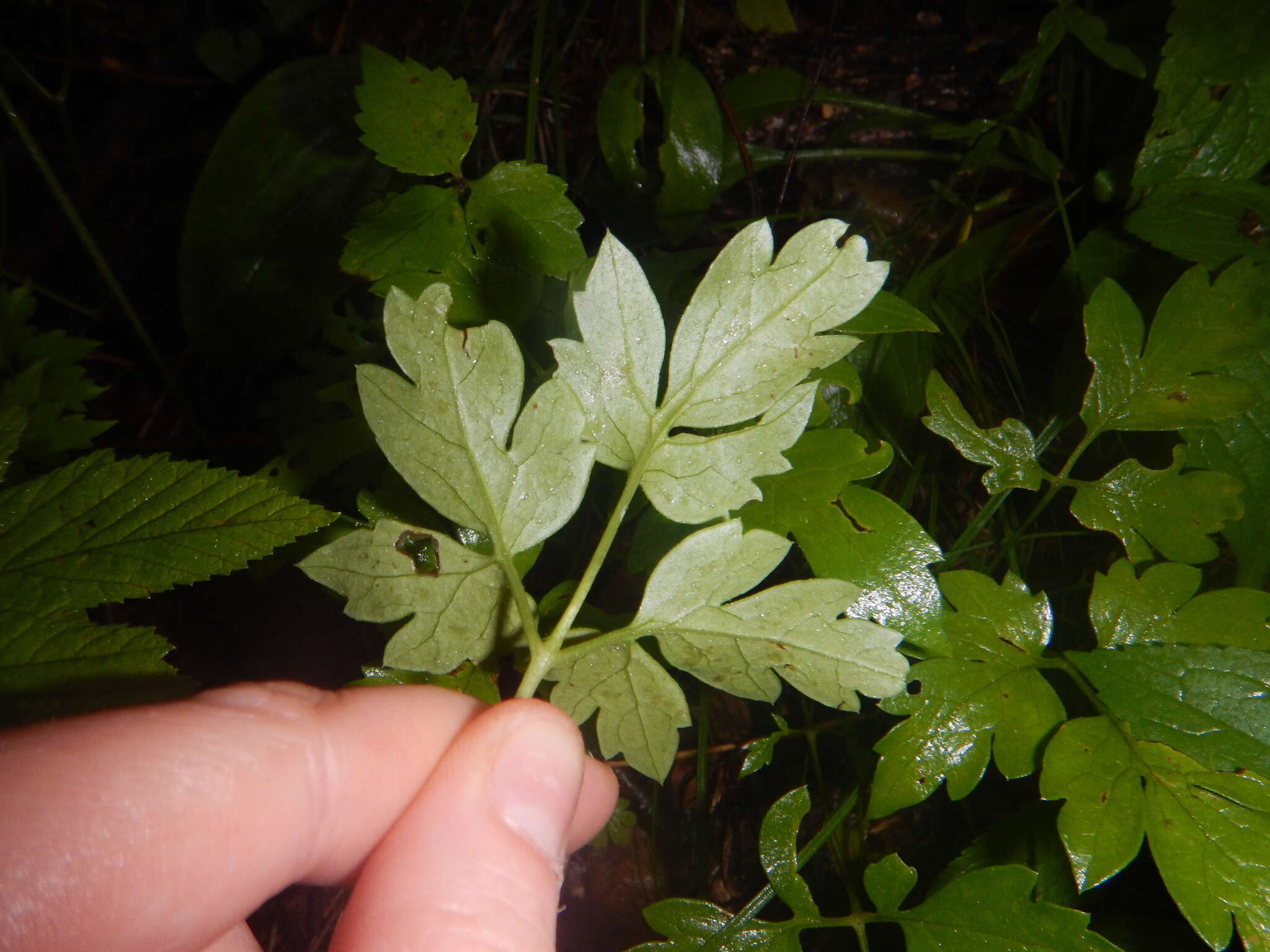 Image of Clematis macropetala Ledeb.