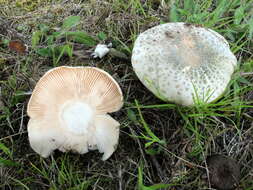 Image of Russula parvovirescens Buyck, D. Mitch. & Parrent 2006