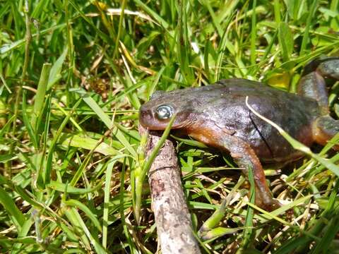 Imagem de Plectrohyla acanthodes Duellman & Campbell 1992