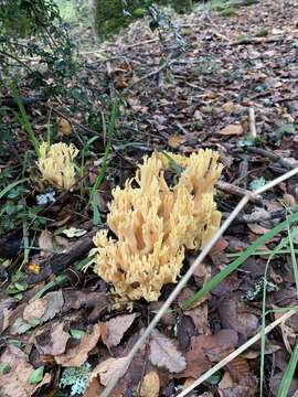 Ramaria flava (Schaeff.) Quél. 1888 resmi