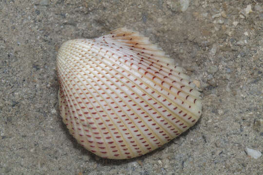 Image of strawberry cockle