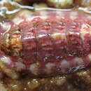 Image of Tonicella venusta R. N. Clark 1999