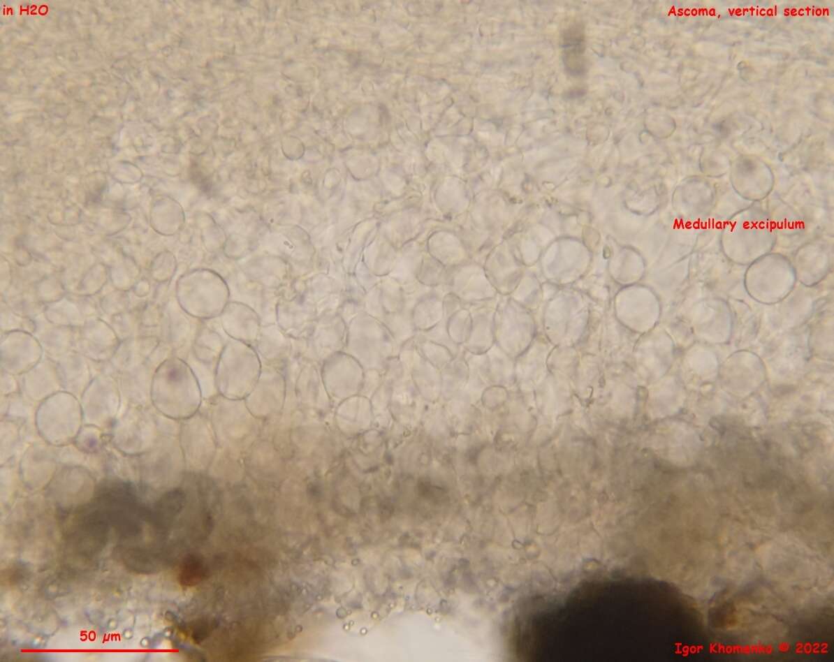 Imagem de Pseudoboubovia benkertii (B. Perić) U. Lindem., M. Vega, B. Perić & Tena 2015