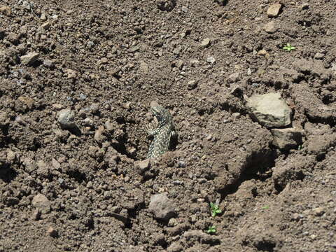 Image of Black-green Tree Iguana