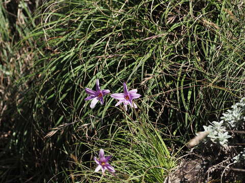 Image of Xerophyta viscosa Baker