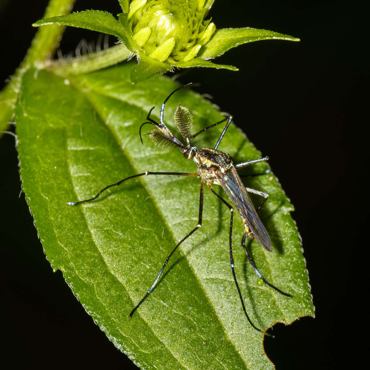 Imagem de Toxorhynchites rutilus (Coquillett 1896)