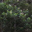 Sivun Himatanthus articulatus (Vahl) R. E. Woodson kuva