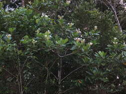 Image of Himatanthus articulatus (Vahl) R. E. Woodson