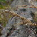 Chionochloa beddiei Zotov resmi