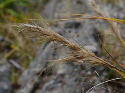 Chionochloa beddiei Zotov resmi