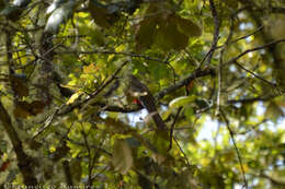 Image of Mountain Trogon