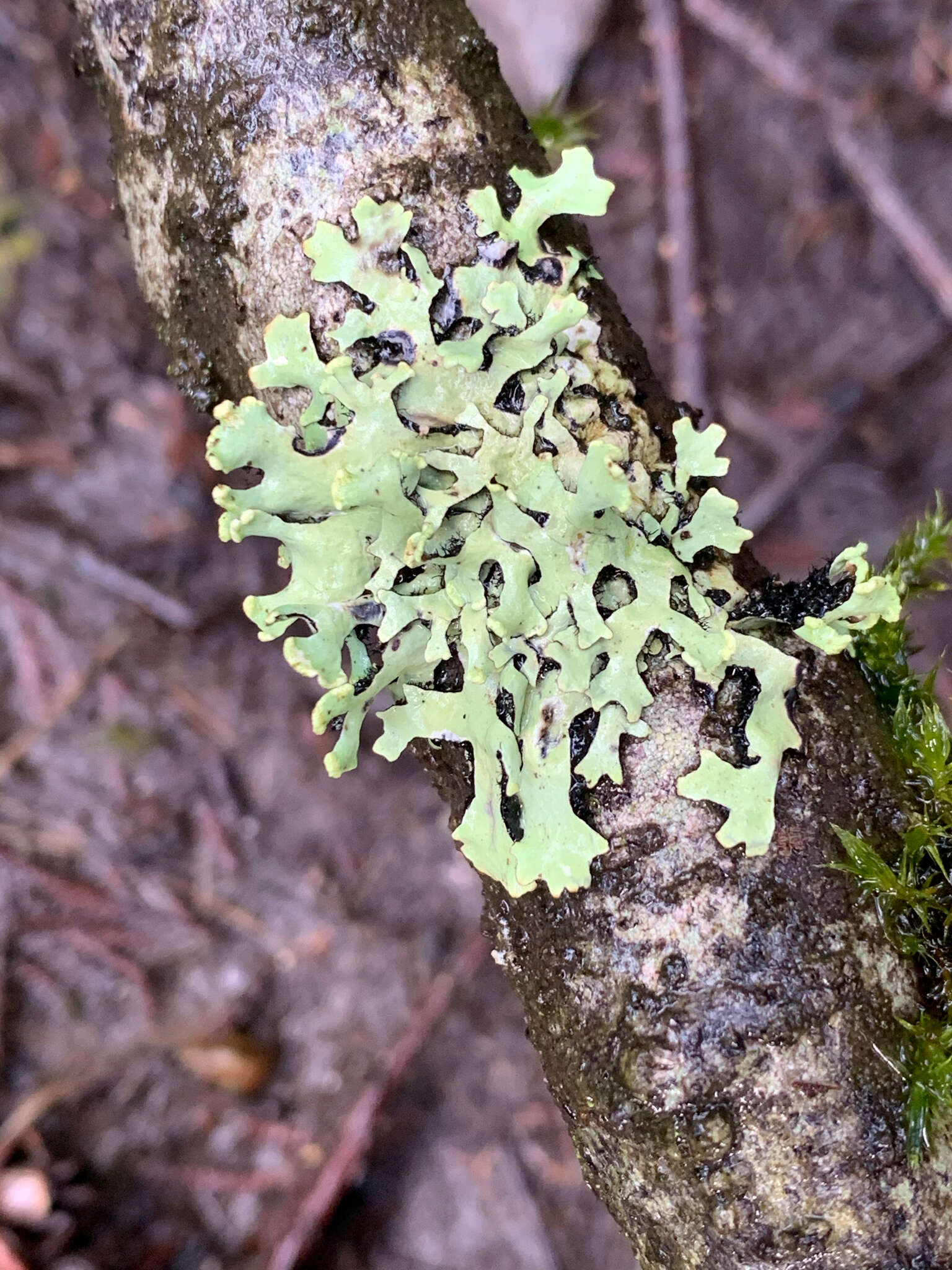 Image of sinuous hypotrachyna lichen