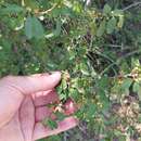 Image of Erythroxylum cuneifolium (Mart.) O. E. Schulz