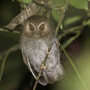Image of Long-whiskered Owlet