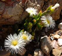 Слика од Mesembryanthemum ladismithiense Klak