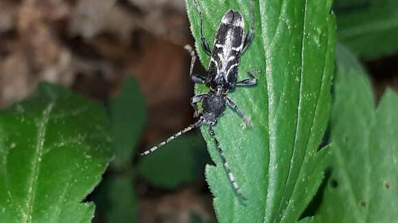 Image of grey-coated longhorn beetle