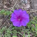 صورة Ipomoea noctulifolia G. D. Mc Pherson