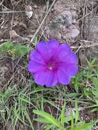 Ipomoea noctulifolia G. D. Mc Pherson resmi