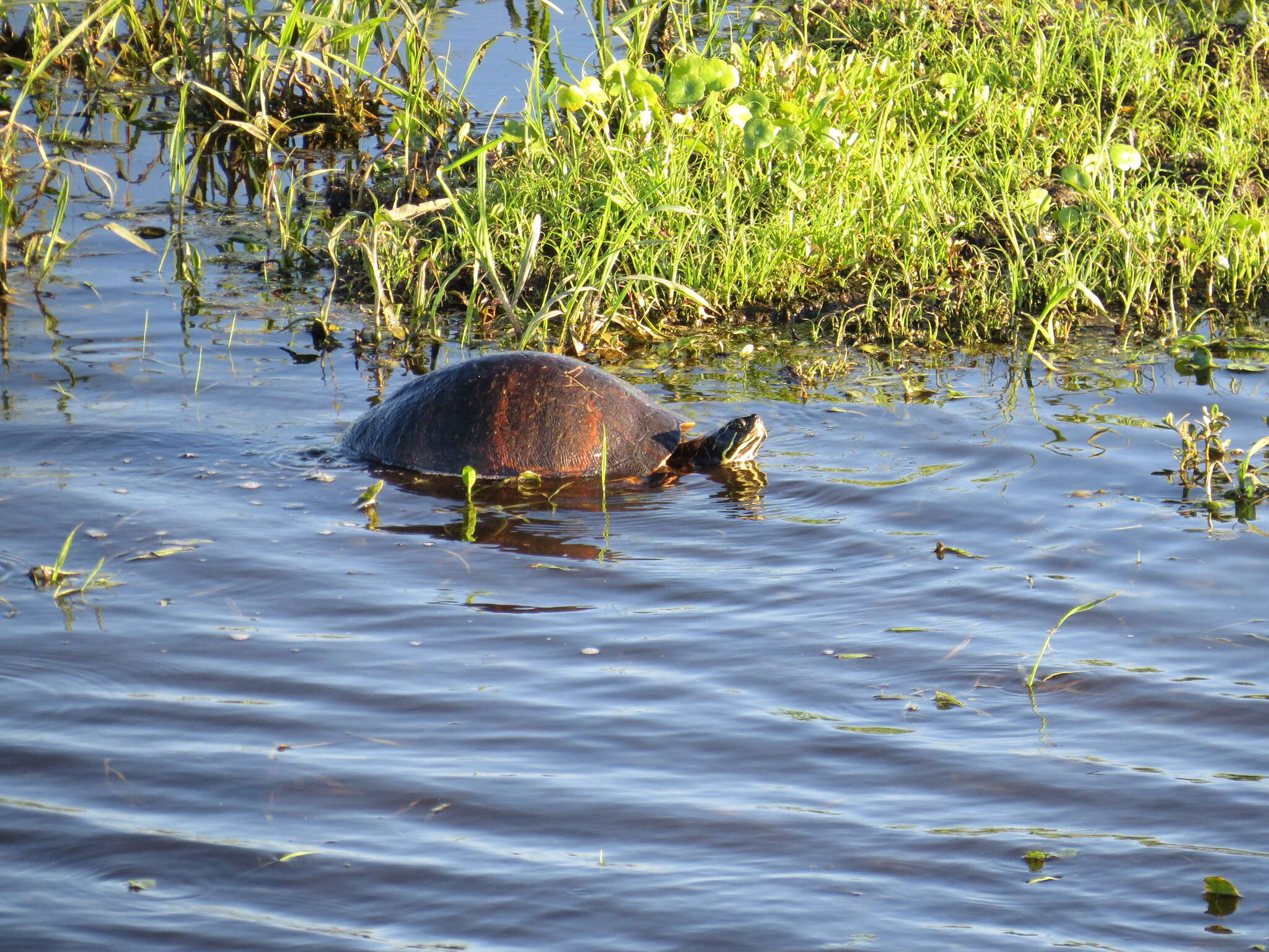 Image of Florida Red-bellied Cooter