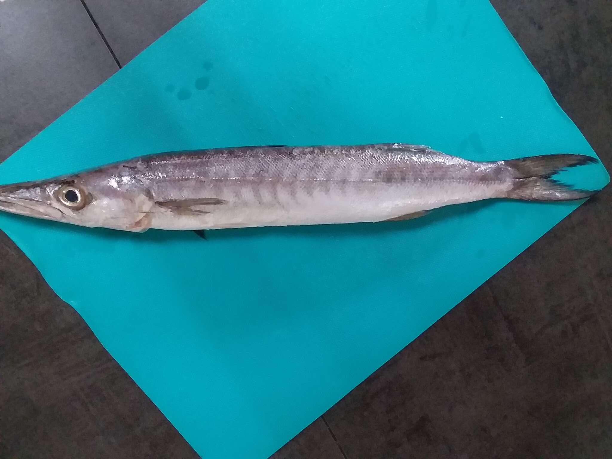 Image of Mexican barracuda