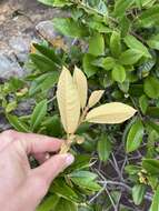 Image of Bowkeria citrina Thode