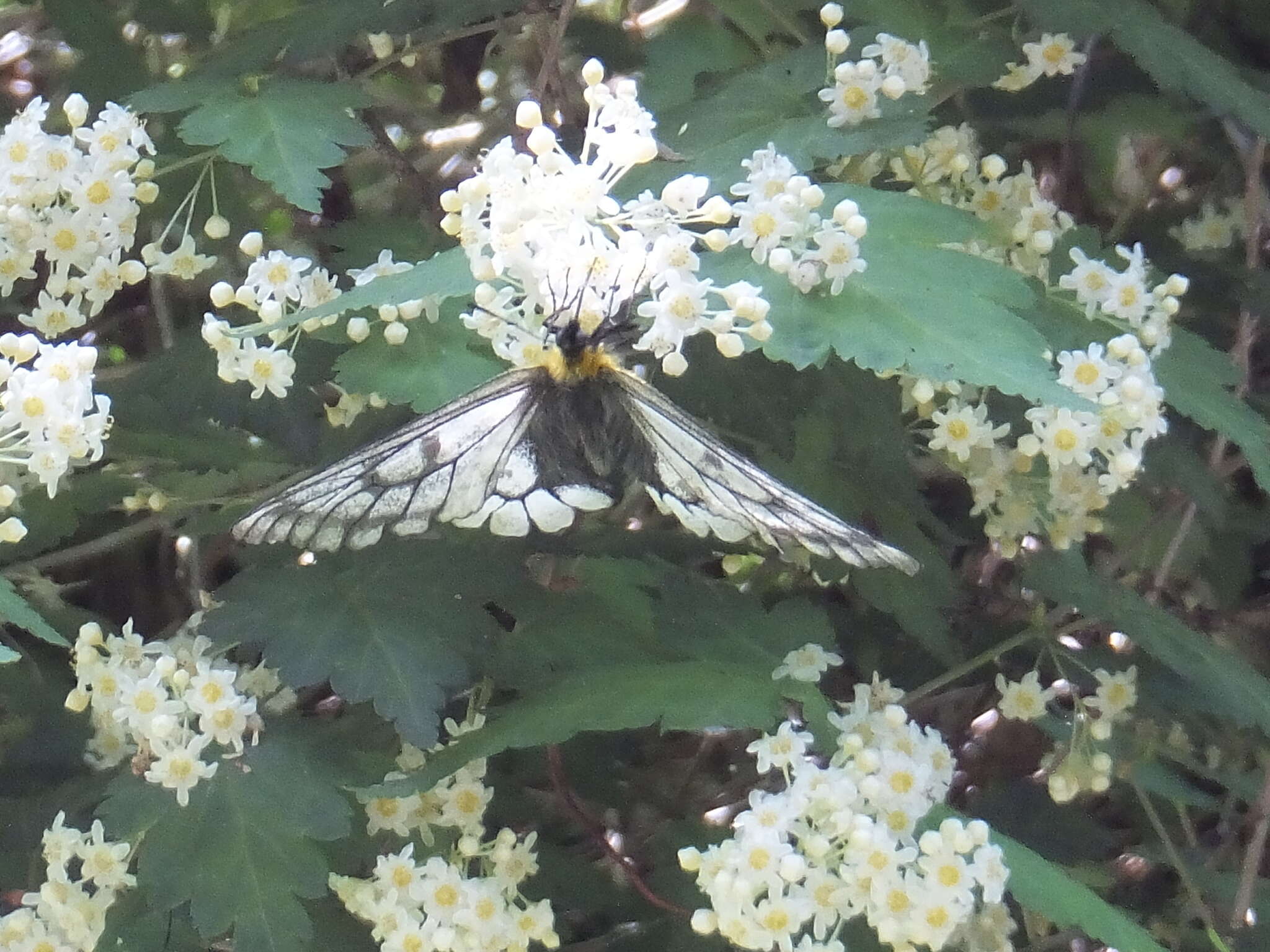 Plancia ëd Parnassius glacialis Butler 1866