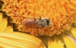 Image of Andrena balsamorhizae La Berge 1967