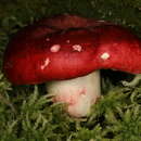 Image of Russula melliolens Quél. 1897