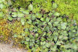 Слика од Targioniaceae