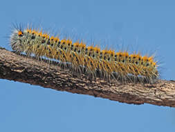 Image of grass eggar