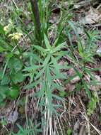 Image of Bedstraw